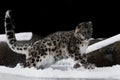 The snow leopard deftly jumps and runs through the snow against a dark background, strong and fast.ÃÂ  rare animal Royalty Free Stock Photo